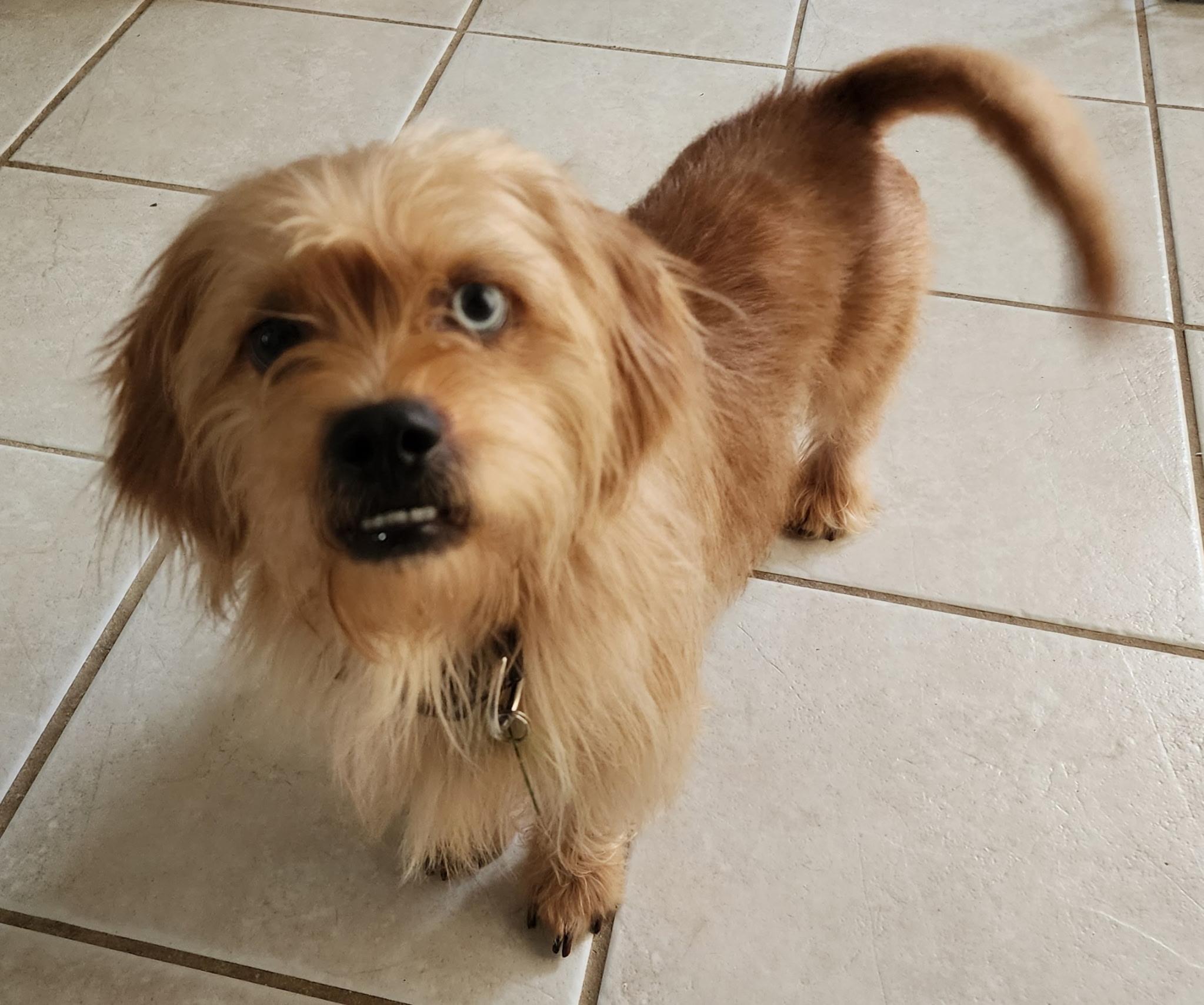 Cody, a Adoptable mixed breed in Coppell, TX image 2/3