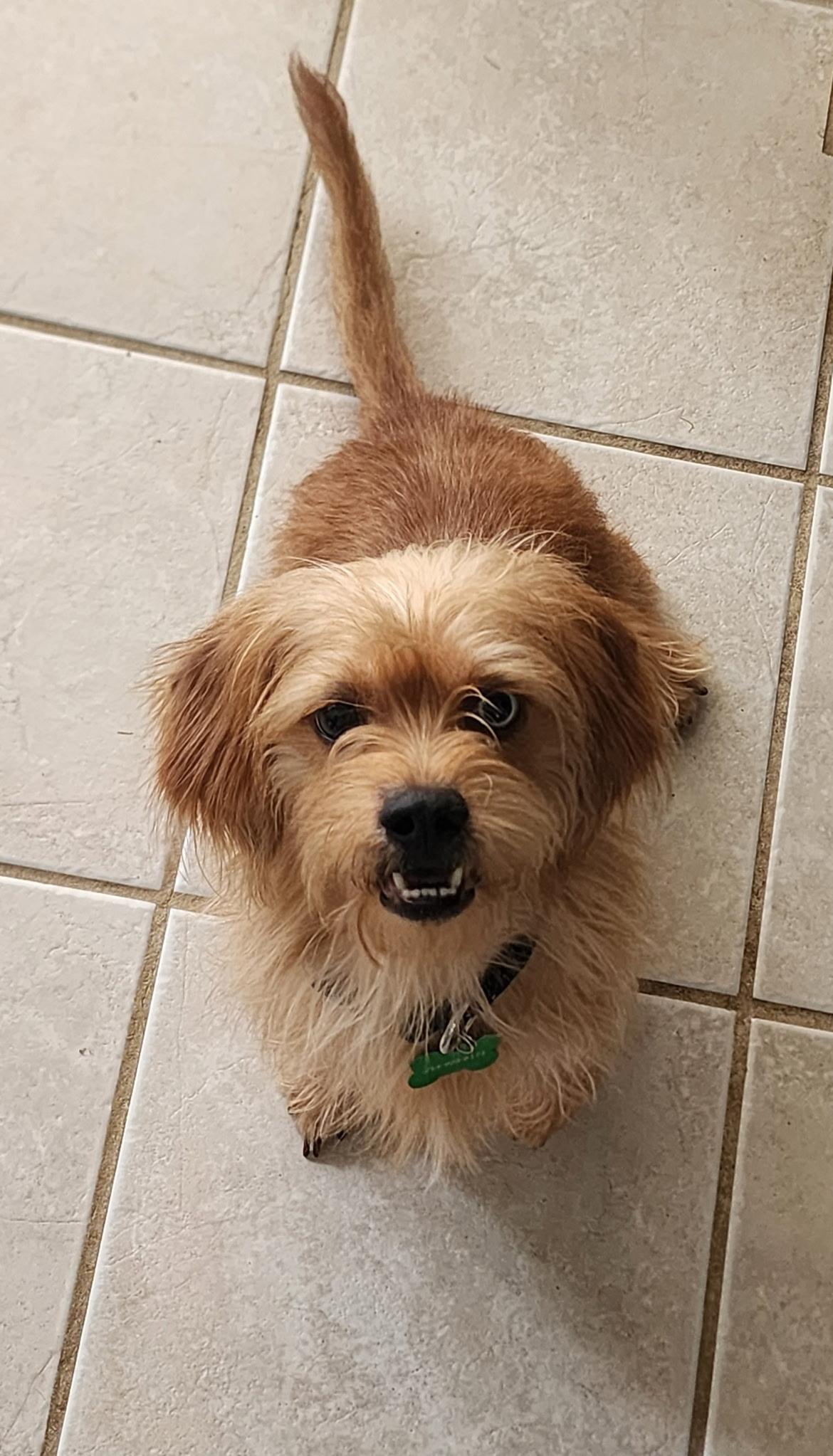 Cody, a Adoptable mixed breed in Coppell, TX image 1/3