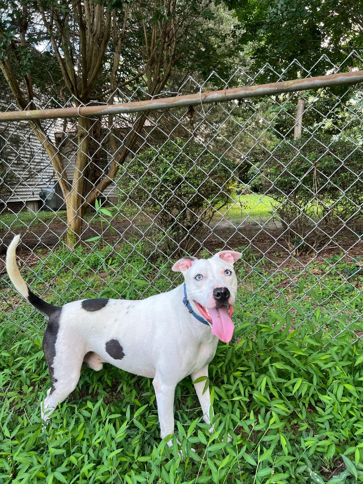 Kane, Adoptable, Young Male American Staffordshire Terrier.