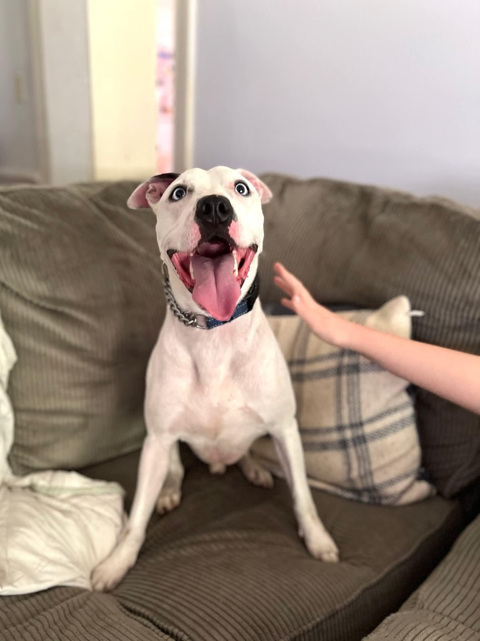 Enlarge Kane, a Adoptable mixed breed in Ayden, NC image 2/6