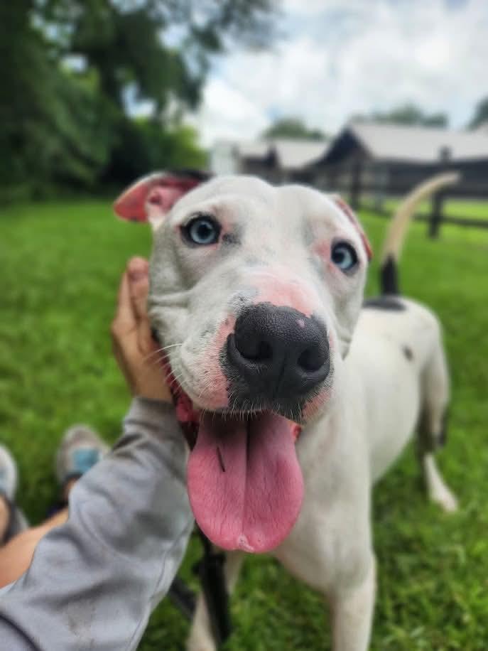 Enlarge Kane, a Adoptable mixed breed in Ayden, NC image 3/6