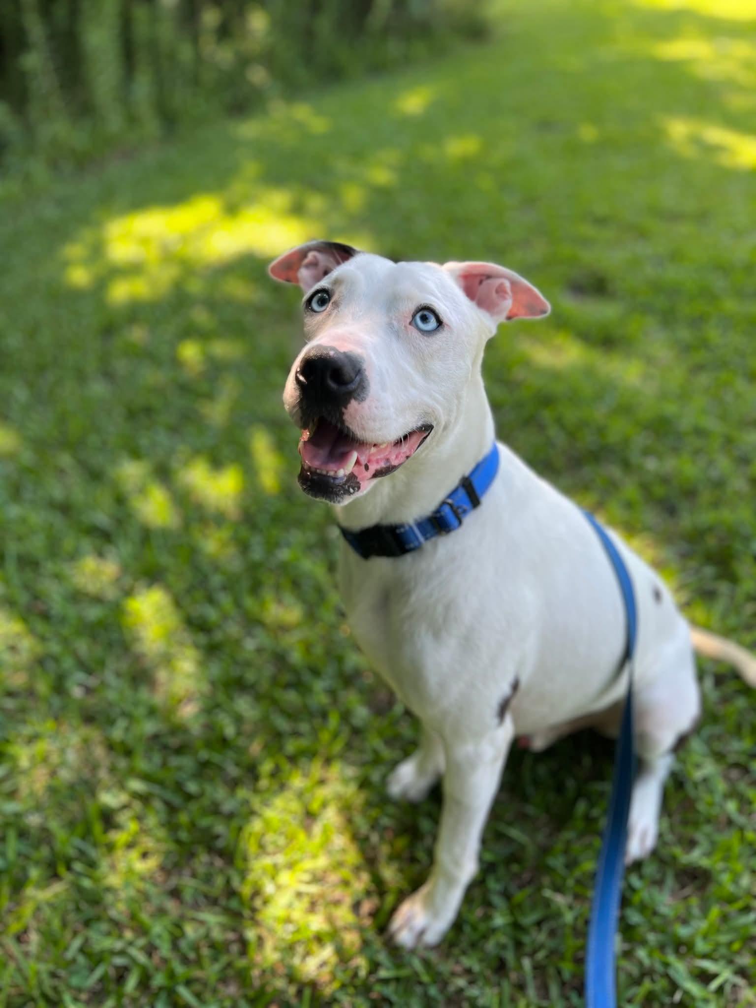Enlarge Kane, a Adoptable mixed breed in Ayden, NC image 4/6