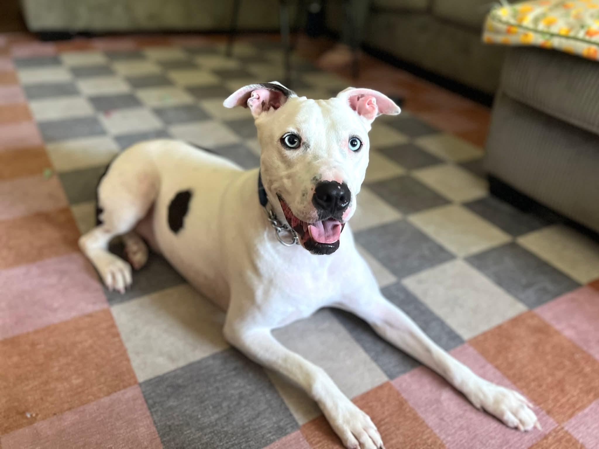 Enlarge Kane, a Adoptable mixed breed in Ayden, NC image 5/6