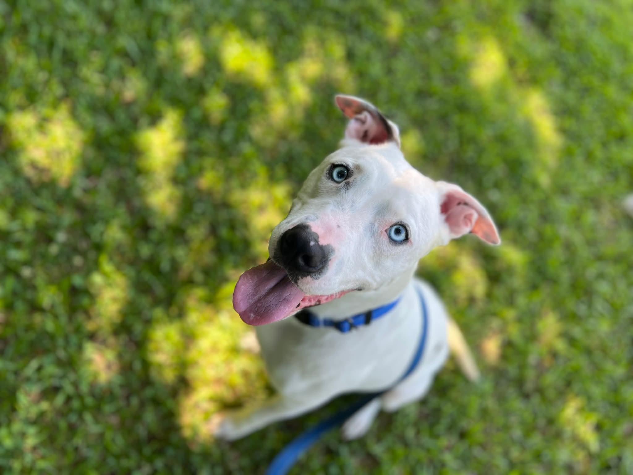 Enlarge Kane, a Adoptable mixed breed in Ayden, NC image 6/6