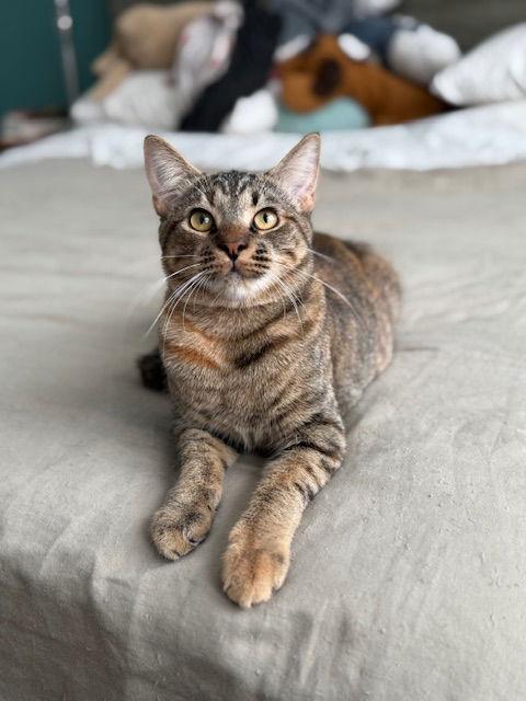 Pixle, Adoptable, Young Female Domestic Short Hair.