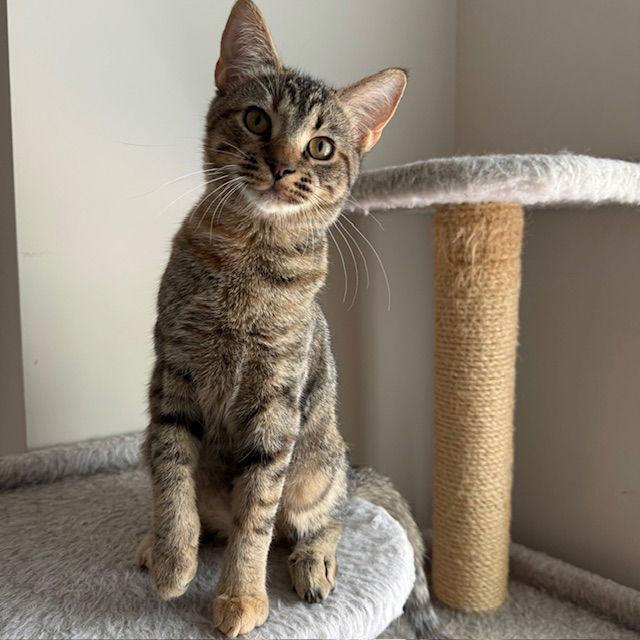 Pixle, a Adoptable Domestic Short Hair in Pittsboro, NC image 3/3