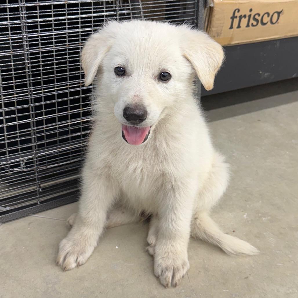 Wrigley, an adoptable mixed breed in Richmond, MO image 2/2