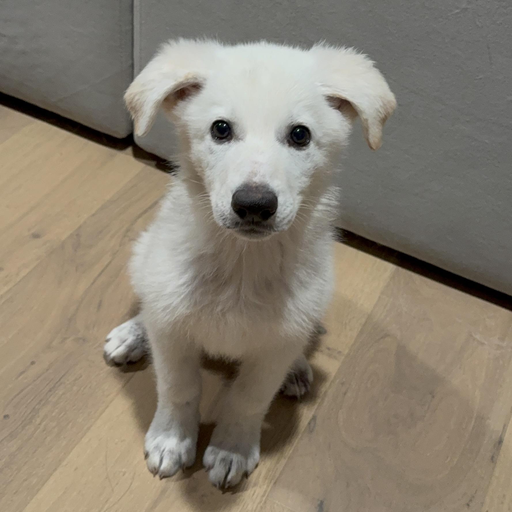 Wrigley, adoptable, Puppy Male German Shepherd Dog & Coonhound.
