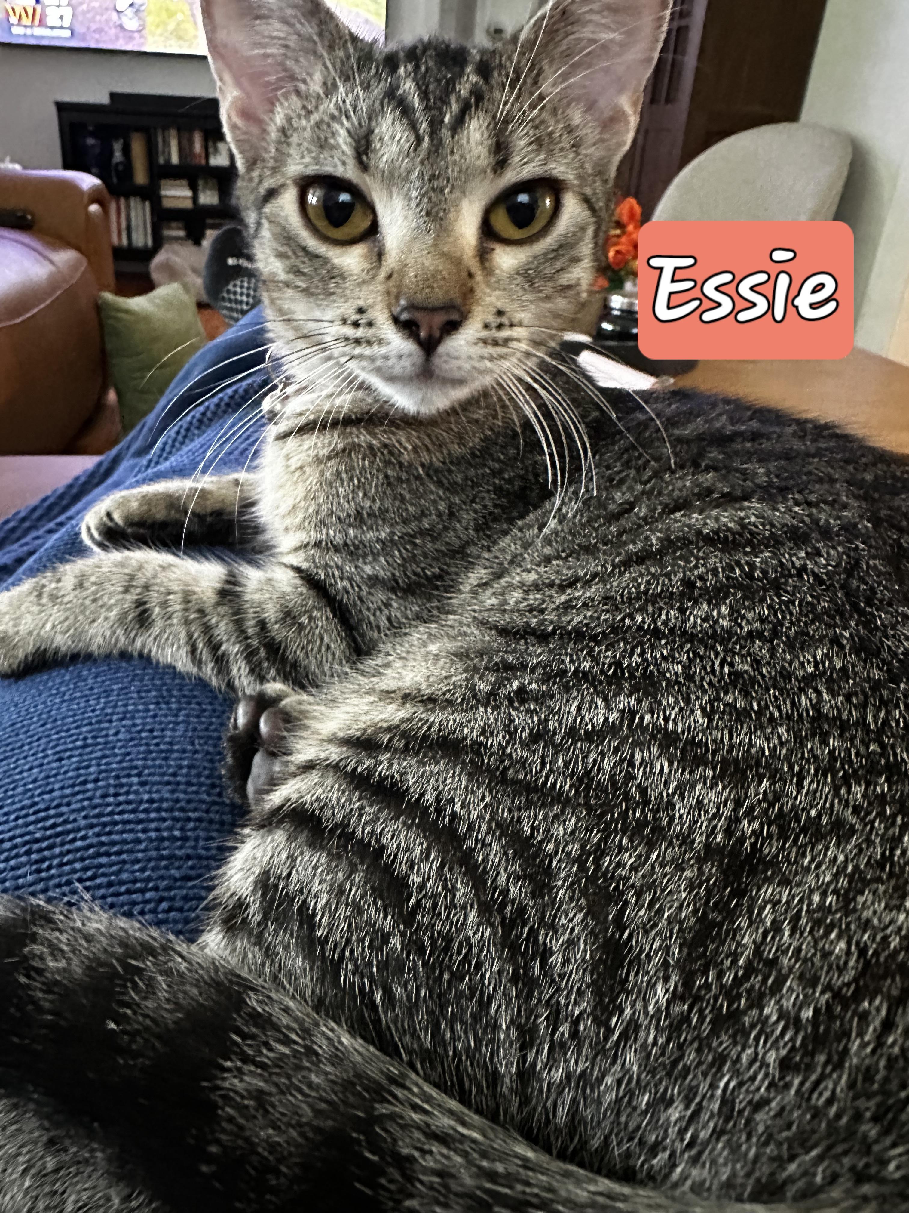 Enlarge ESSIE, a Adoptable Domestic Short Hair in Wilmington, NC image 3/6