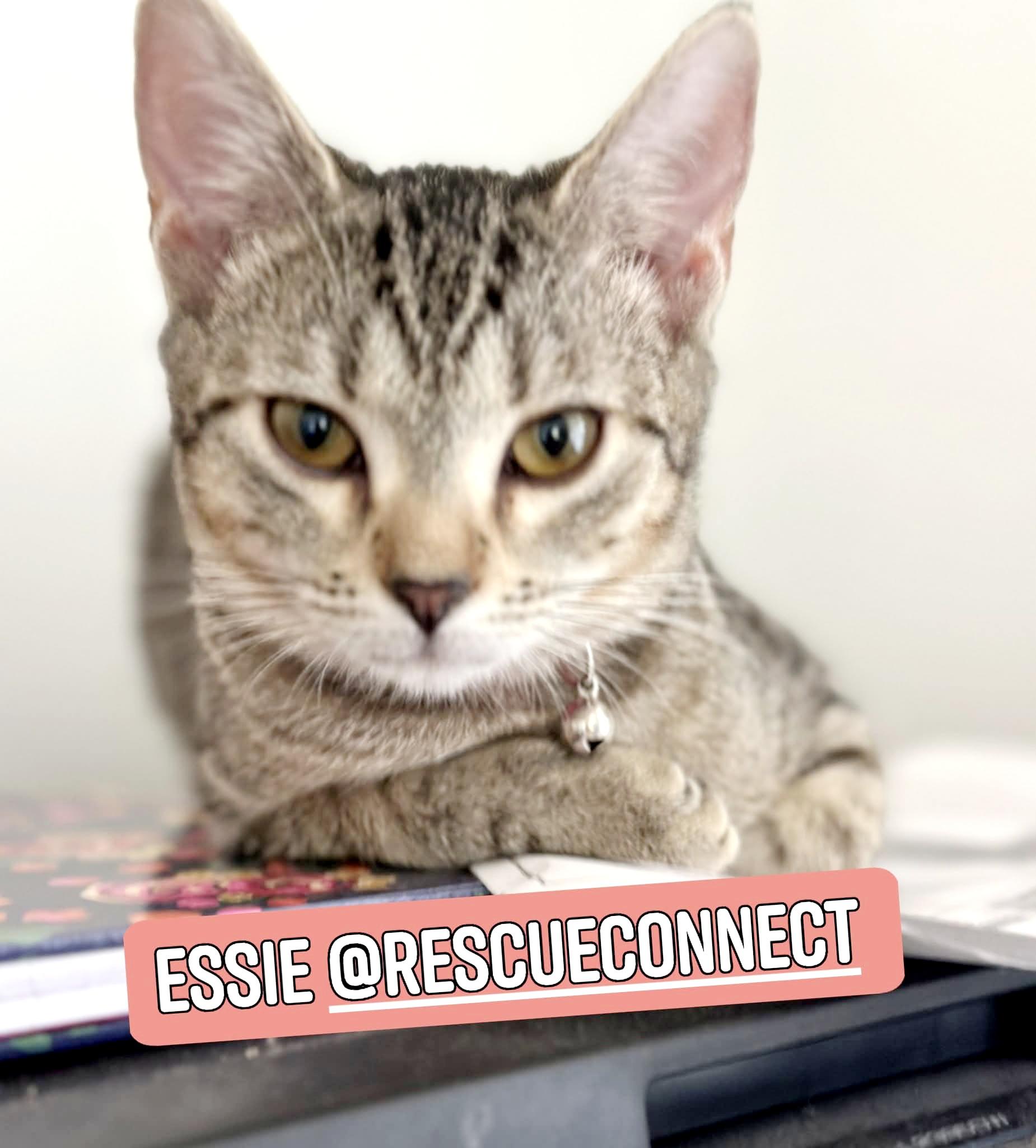 ESSIE, Adoptable, Young Female Domestic Short Hair.