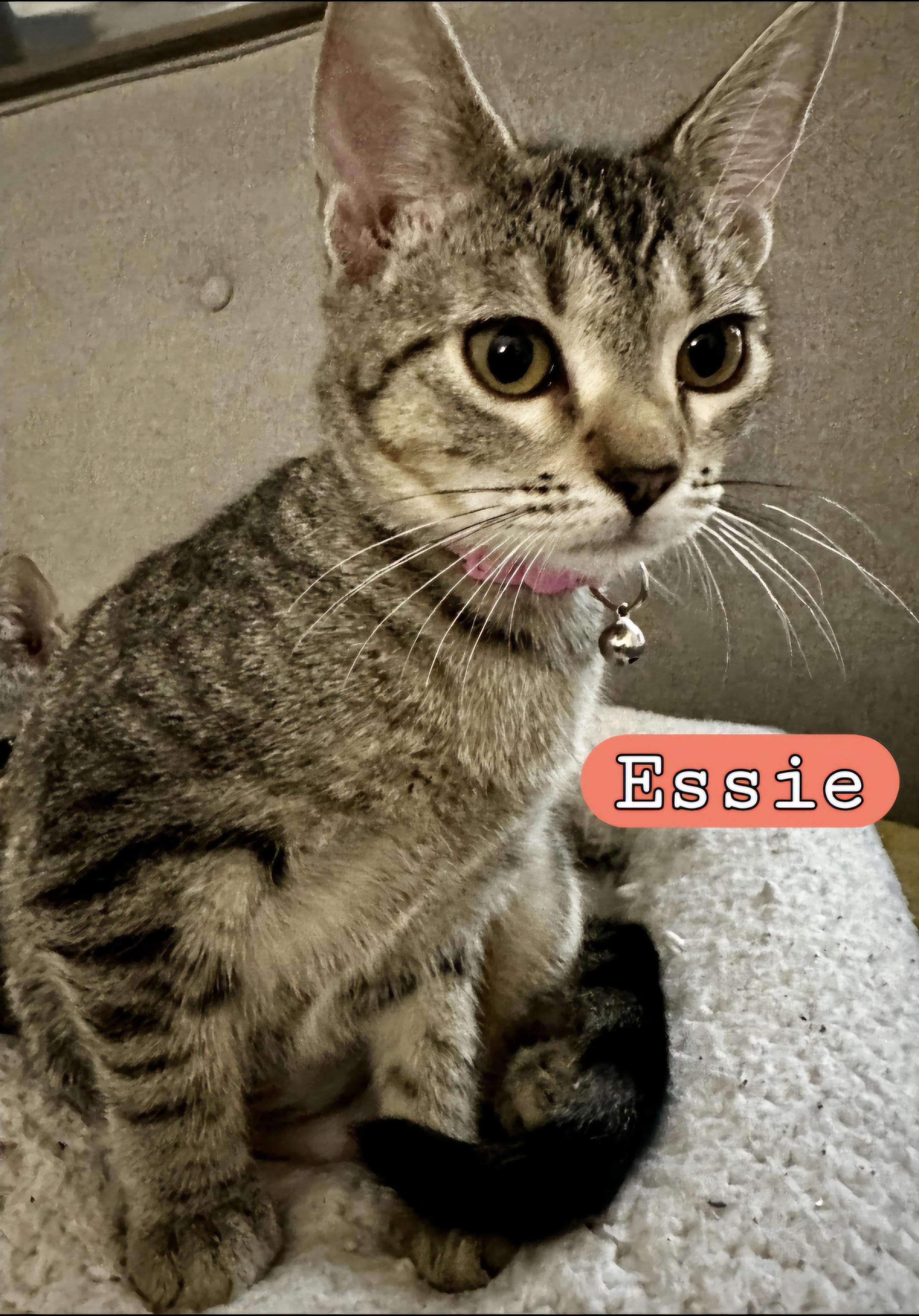 Enlarge ESSIE, a Adoptable Domestic Short Hair in Wilmington, NC image 5/6