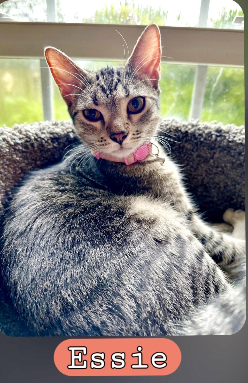 Enlarge ESSIE, a Adoptable Domestic Short Hair in Wilmington, NC image 6/6