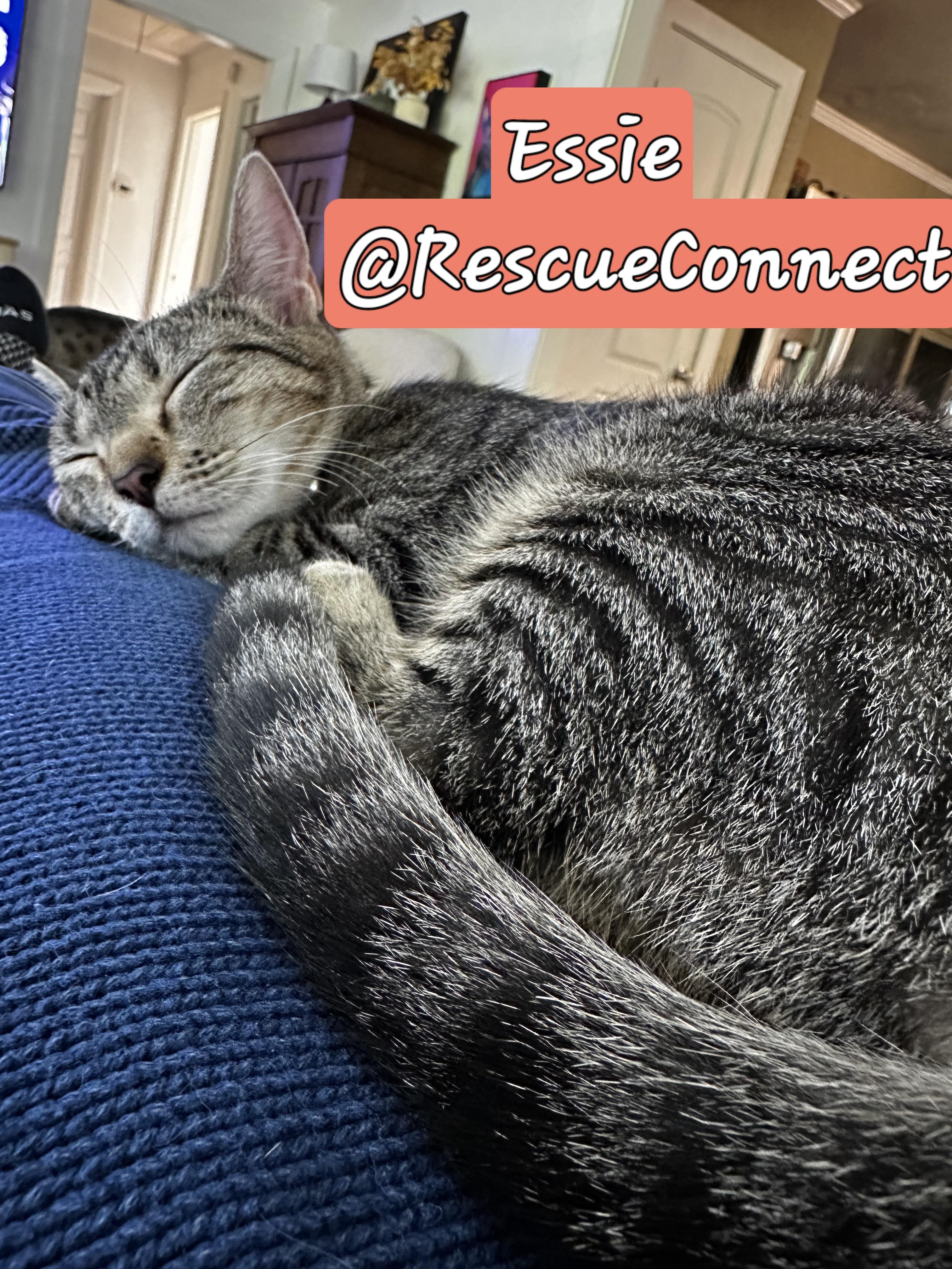 Enlarge ESSIE, a Adoptable Domestic Short Hair in Wilmington, NC image 4/6