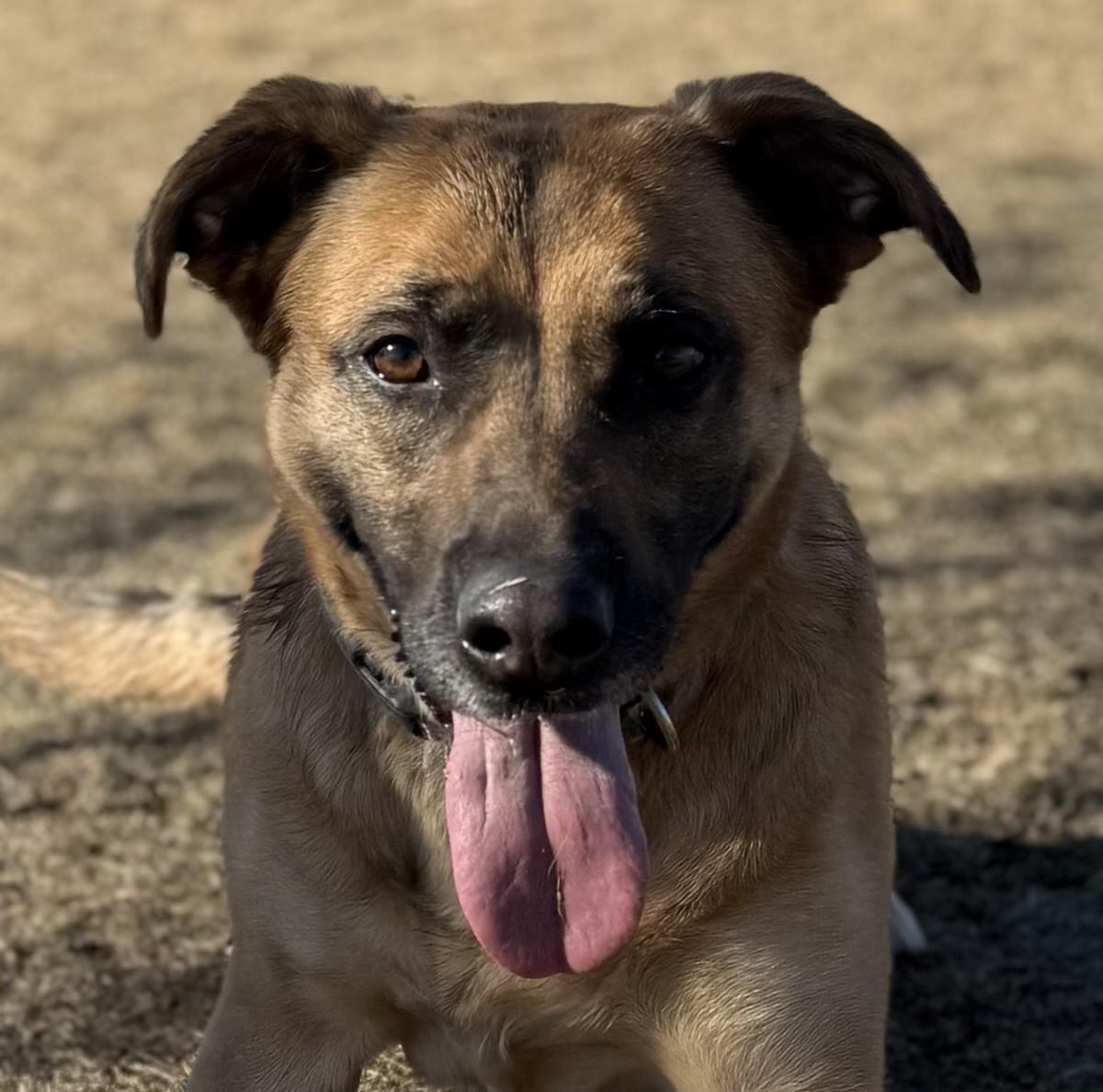 Scout, ADOPTABLE, Adult Female Black Mouth Cur.
