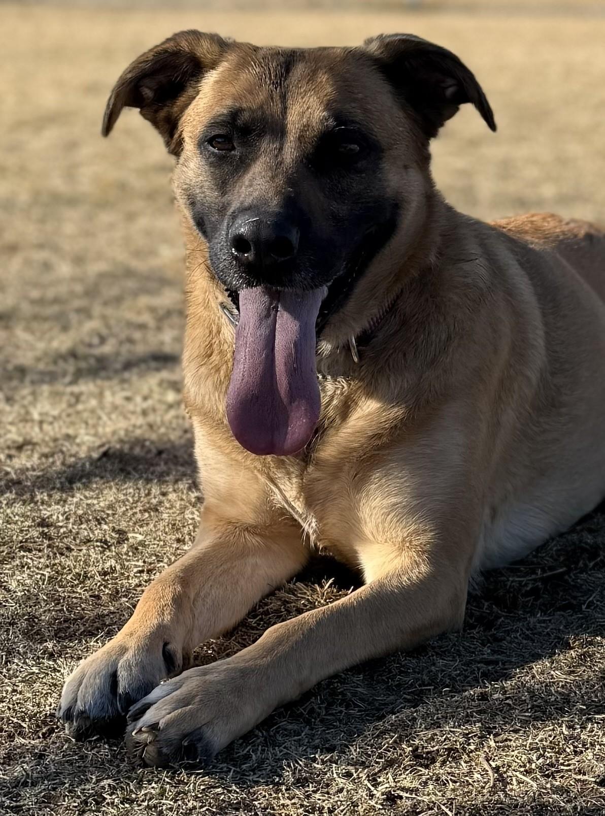 Scout, a ADOPTABLE mixed breed in Hamilton, MT image 5/5