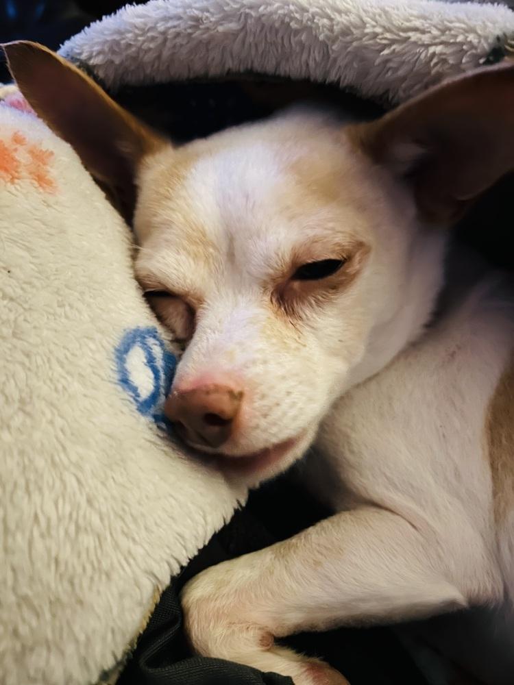 Chicken Little, Adoptable, Adult Male Chihuahua.