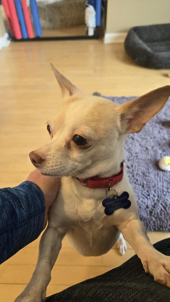 Enlarge Chicken Little, a Adoptable Chihuahua in Mundelein, IL image 2/6