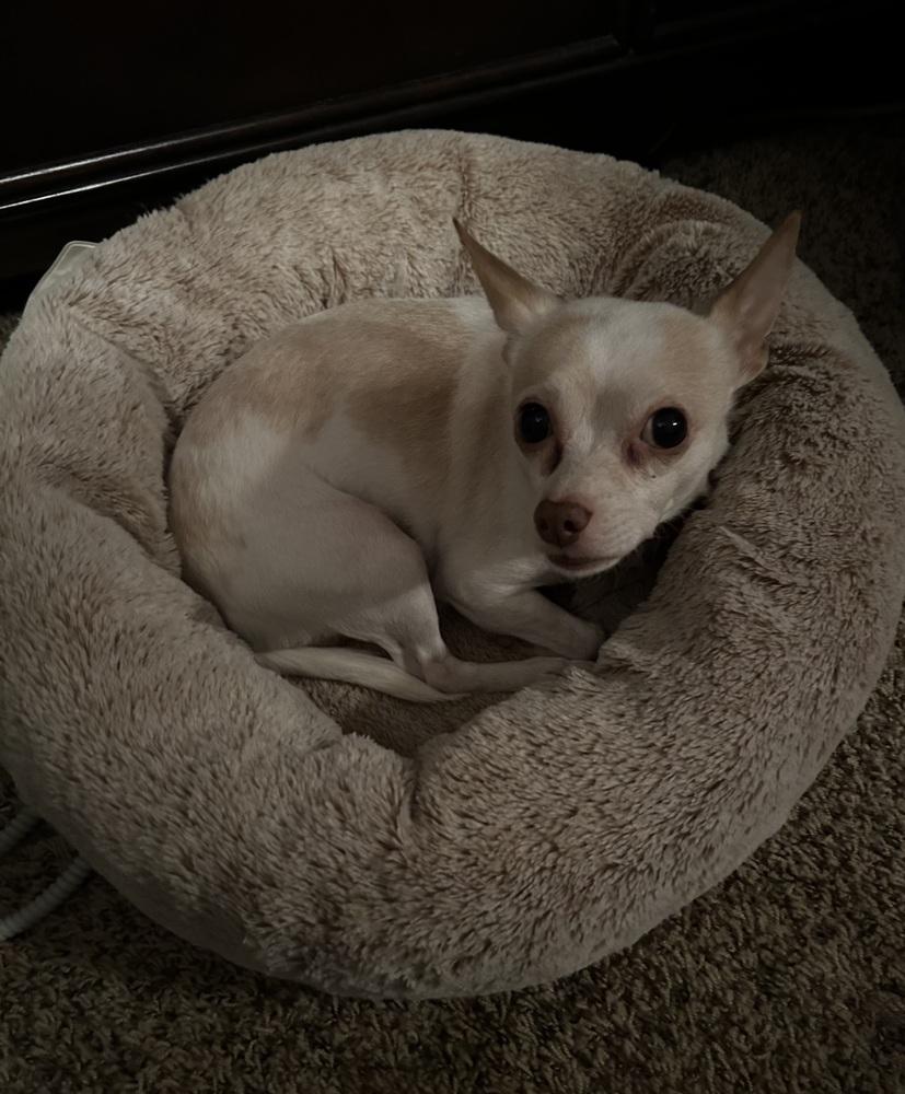 Enlarge Chicken Little, a Adoptable Chihuahua in Mundelein, IL image 4/6