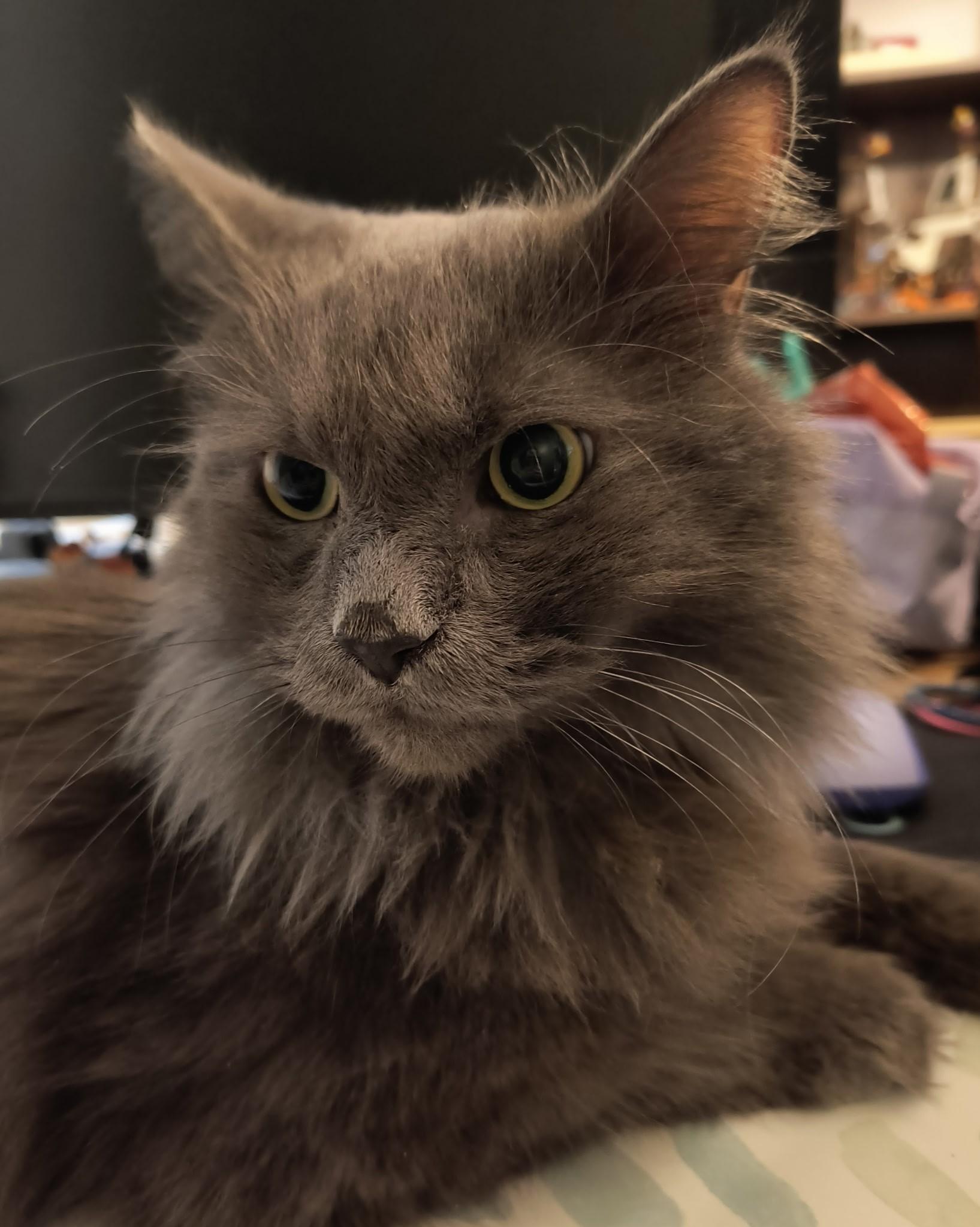 Enlarge Link-Scruffy Sweetheart With a Heart of Gold, a Adoptable Domestic Medium Hair in Laurel, MD image 1/4