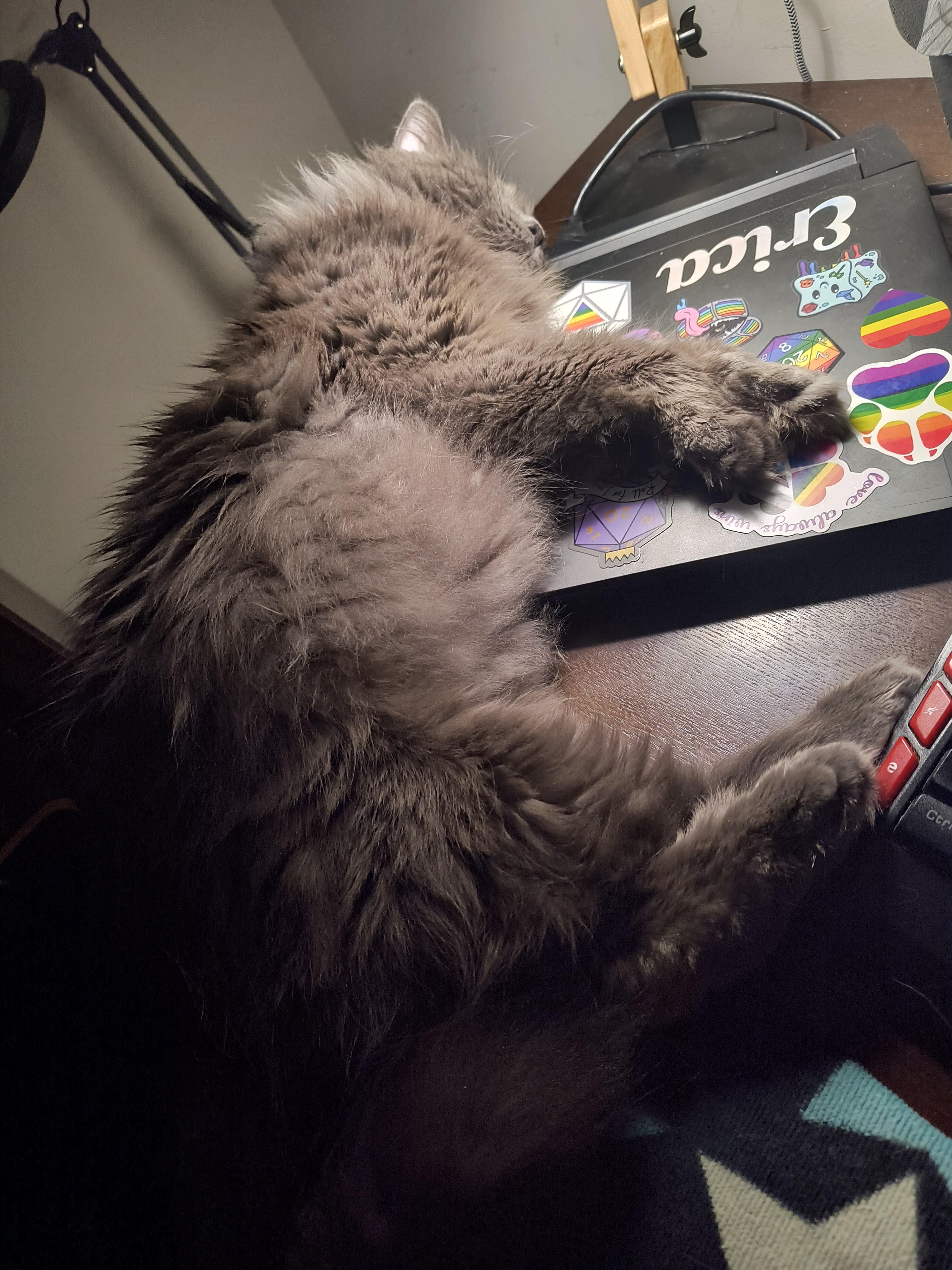 Enlarge Link-Scruffy Sweetheart With a Heart of Gold, a Adoptable Domestic Medium Hair in Laurel, MD image 2/4