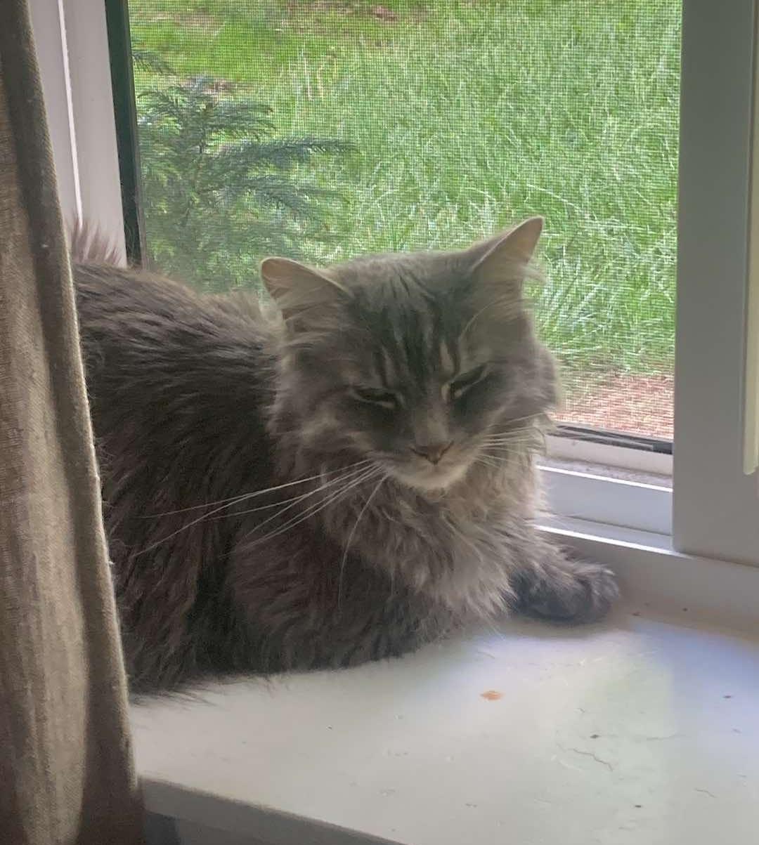 Enlarge Link-Scruffy Sweetheart With a Heart of Gold, a Adoptable Domestic Medium Hair in Laurel, MD image 3/4