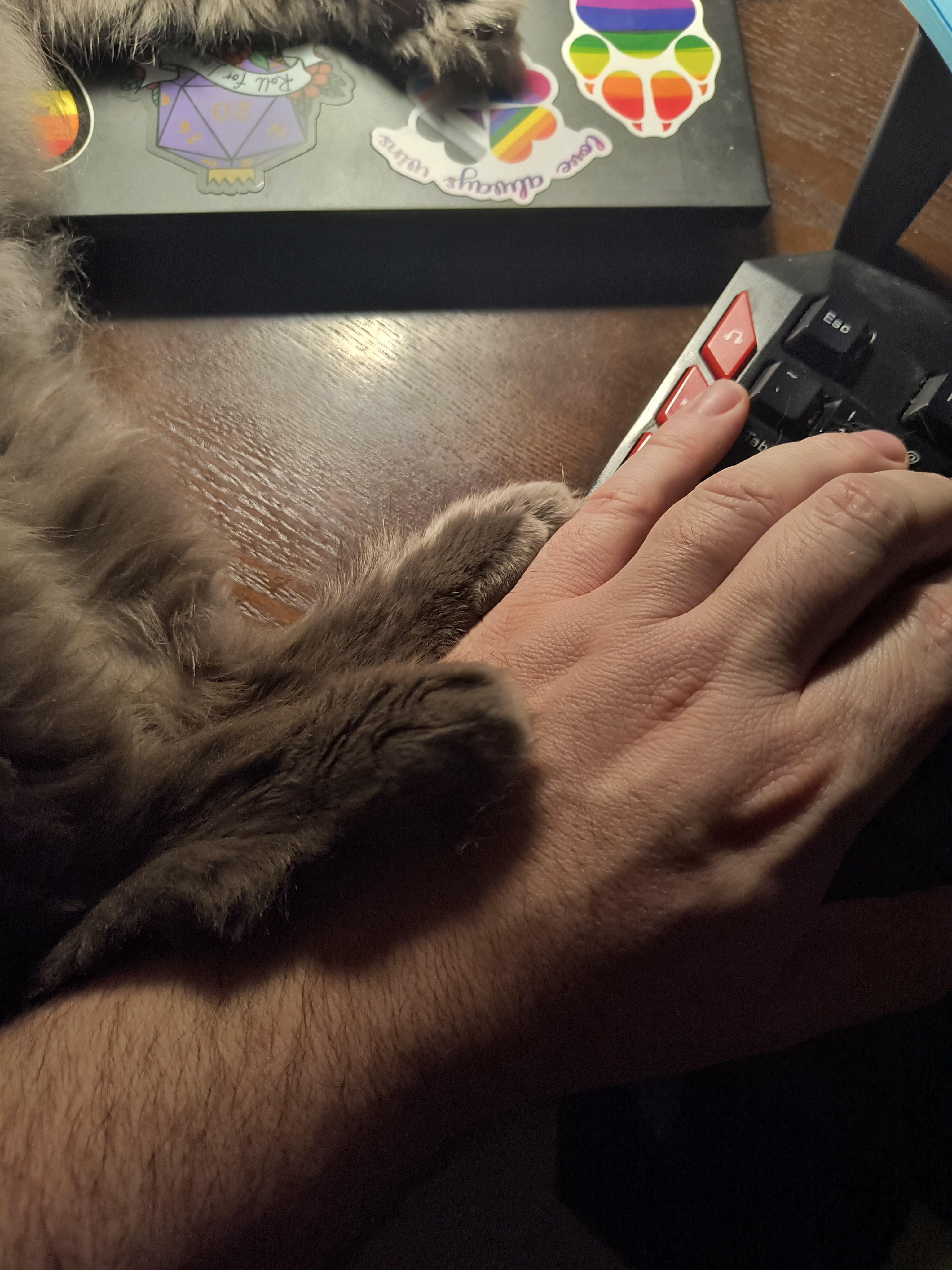 Enlarge Link-Scruffy Sweetheart With a Heart of Gold, a Adoptable Domestic Medium Hair in Laurel, MD image 4/4