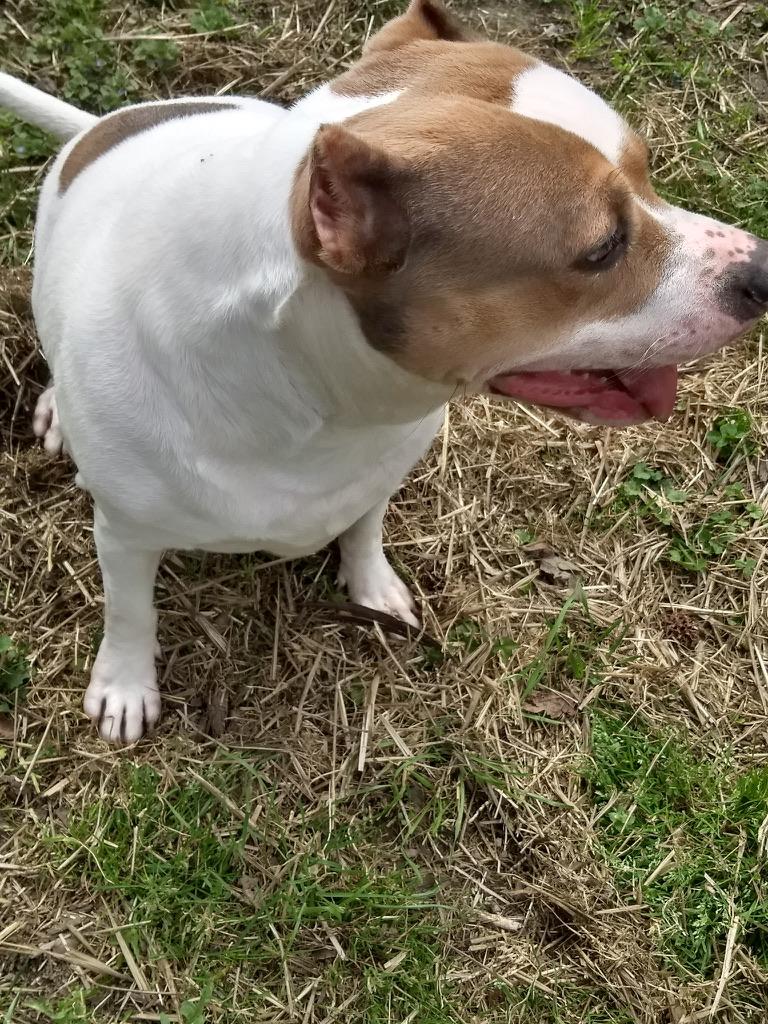 Enlarge Duchess, a ADOPTABLE mixed breed in Petersburg, VA image 5/6