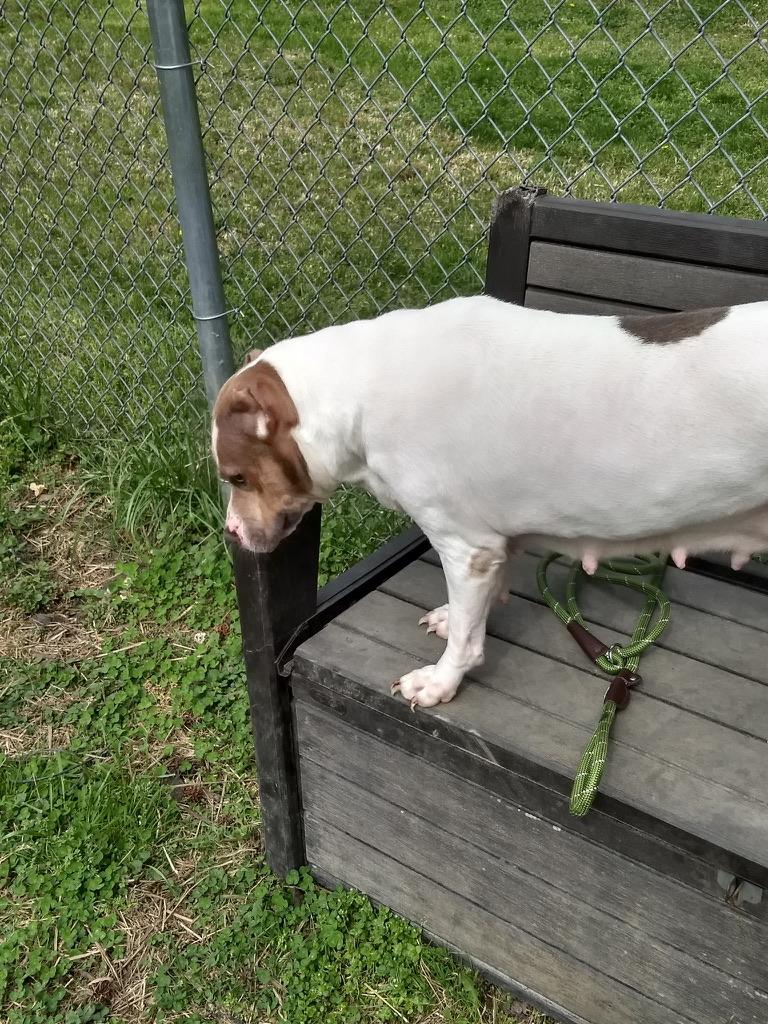 Enlarge Duchess, a ADOPTABLE mixed breed in Petersburg, VA image 4/6