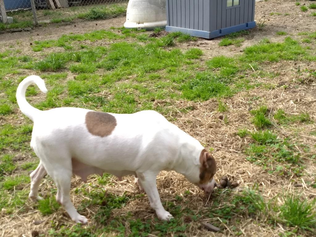 Enlarge Duchess, a ADOPTABLE mixed breed in Petersburg, VA image 6/6