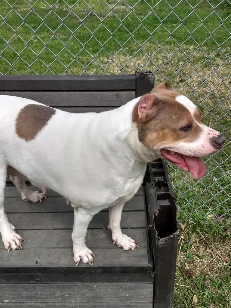 Enlarge Duchess, a ADOPTABLE mixed breed in Petersburg, VA image 3/6