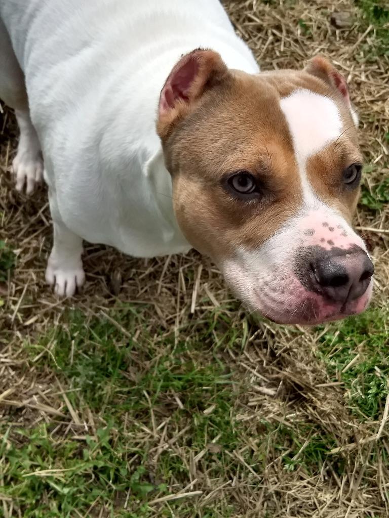 Enlarge Duchess, a ADOPTABLE mixed breed in Petersburg, VA image 2/6