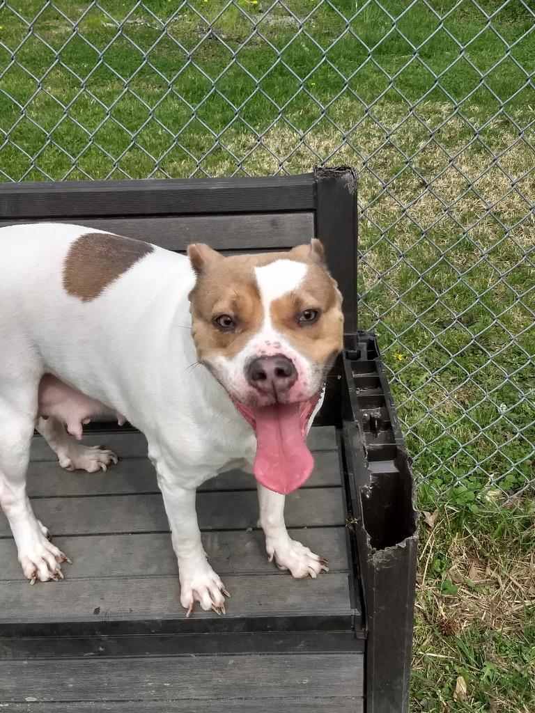 Enlarge Duchess, a ADOPTABLE mixed breed in Petersburg, VA image 1/6