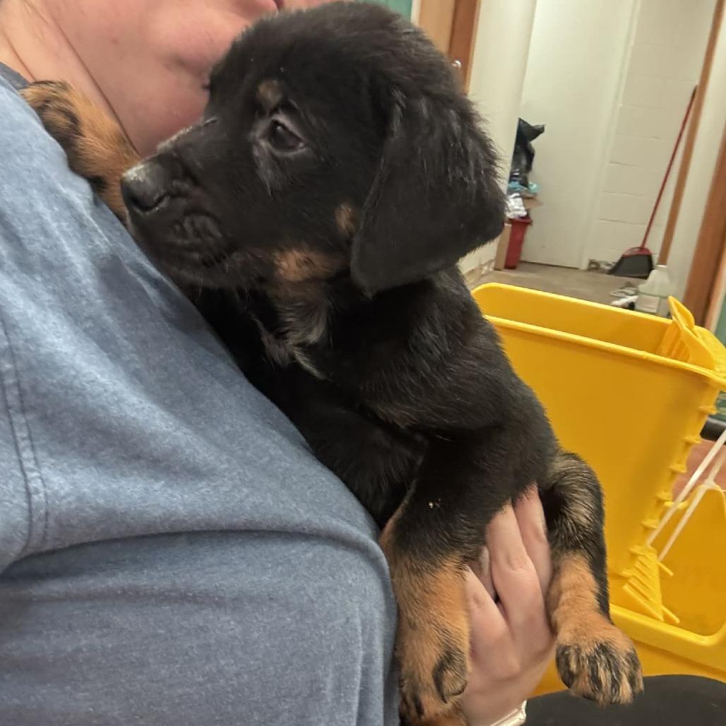 Enlarge Sid, a Adoptable mixed breed in Springboro, OH image 1/1