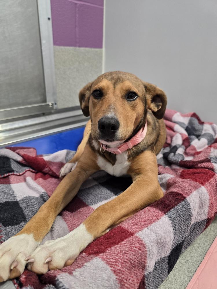 Latte, Adoptable, Puppy Female Mixed Breed.