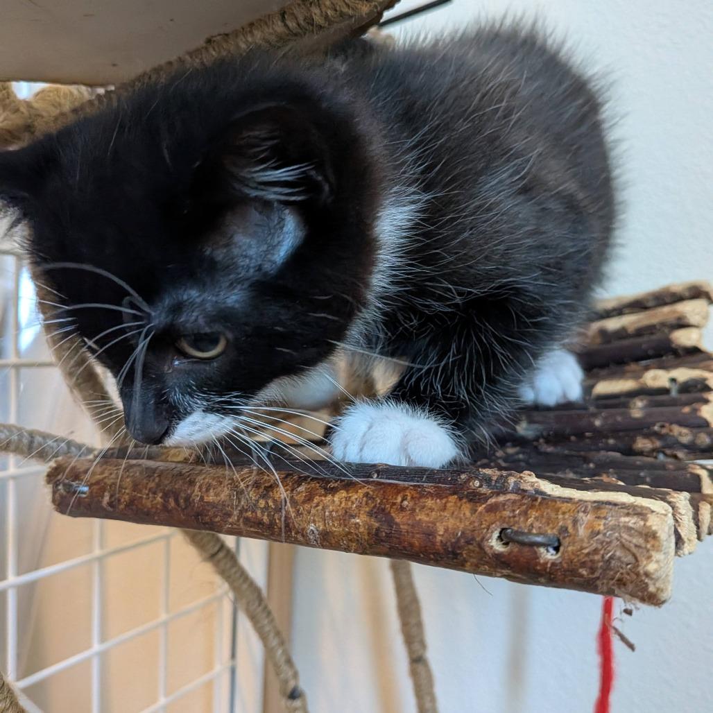Enlarge Bandit, an adopted Domestic Short Hair in Cathlamet, WA image 2/6