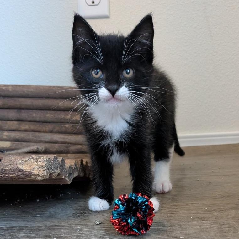 Bandit, a Adoptable Domestic Short Hair in Cathlamet, WA image 4/6