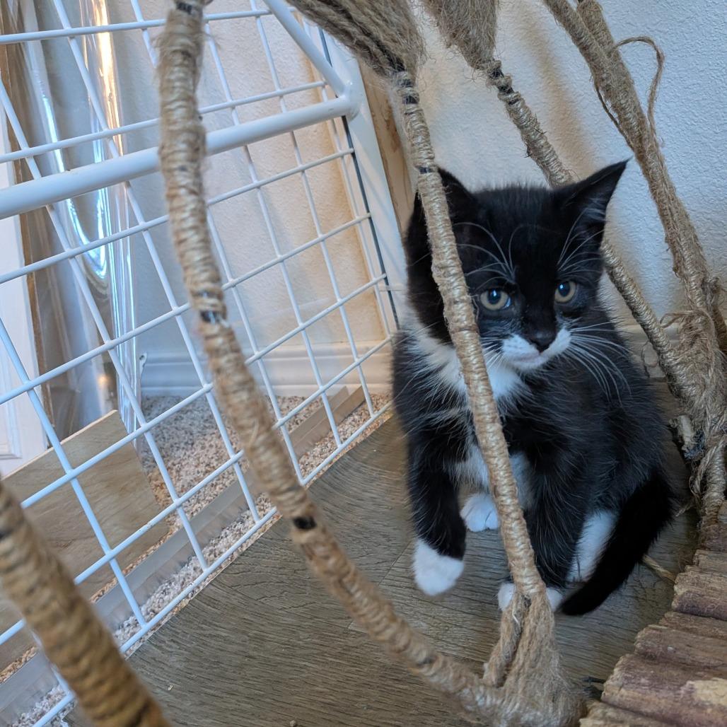 Enlarge Bandit, an adopted Domestic Short Hair in Cathlamet, WA image 3/6
