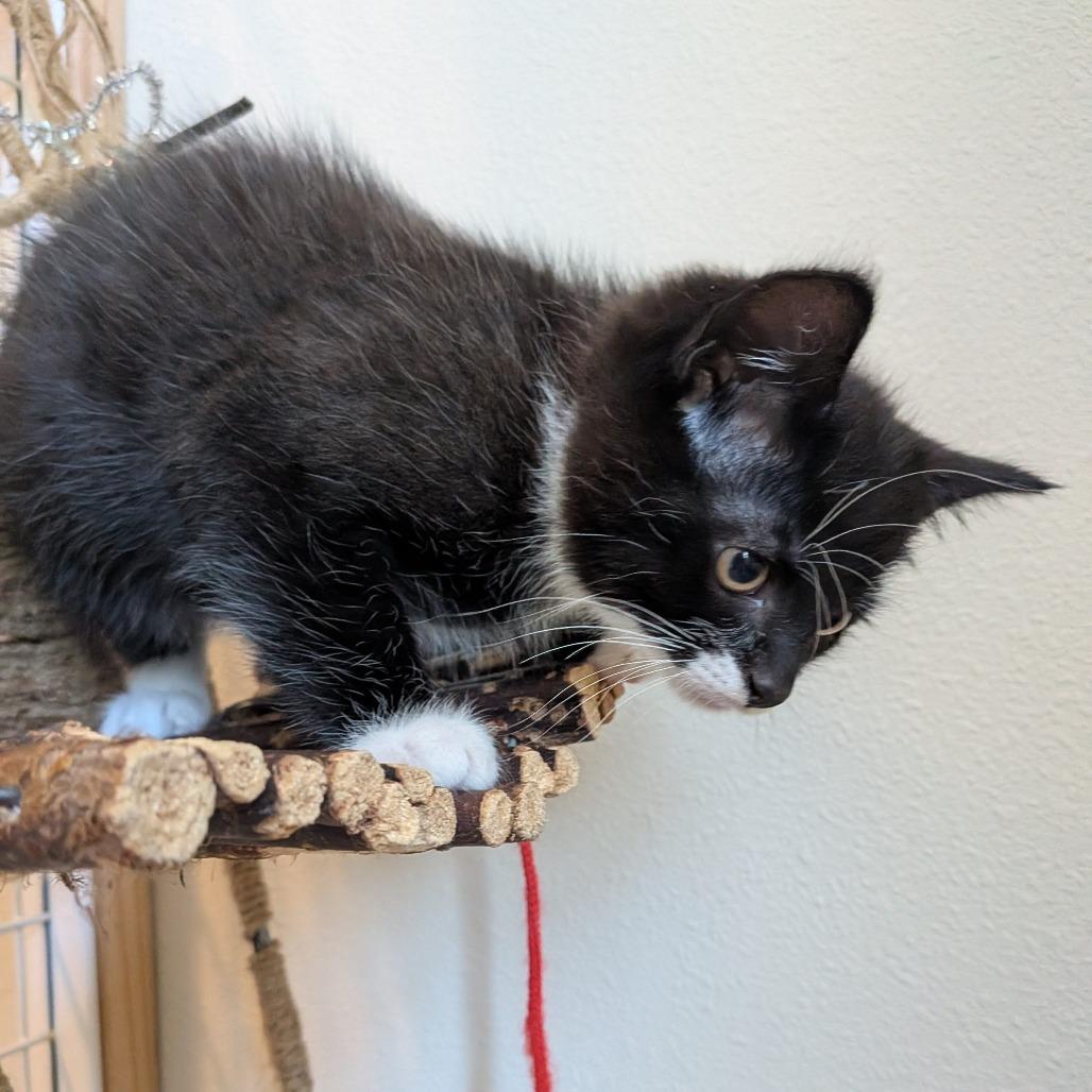 Bandit, a Adoptable Domestic Short Hair in Cathlamet, WA image 6/6