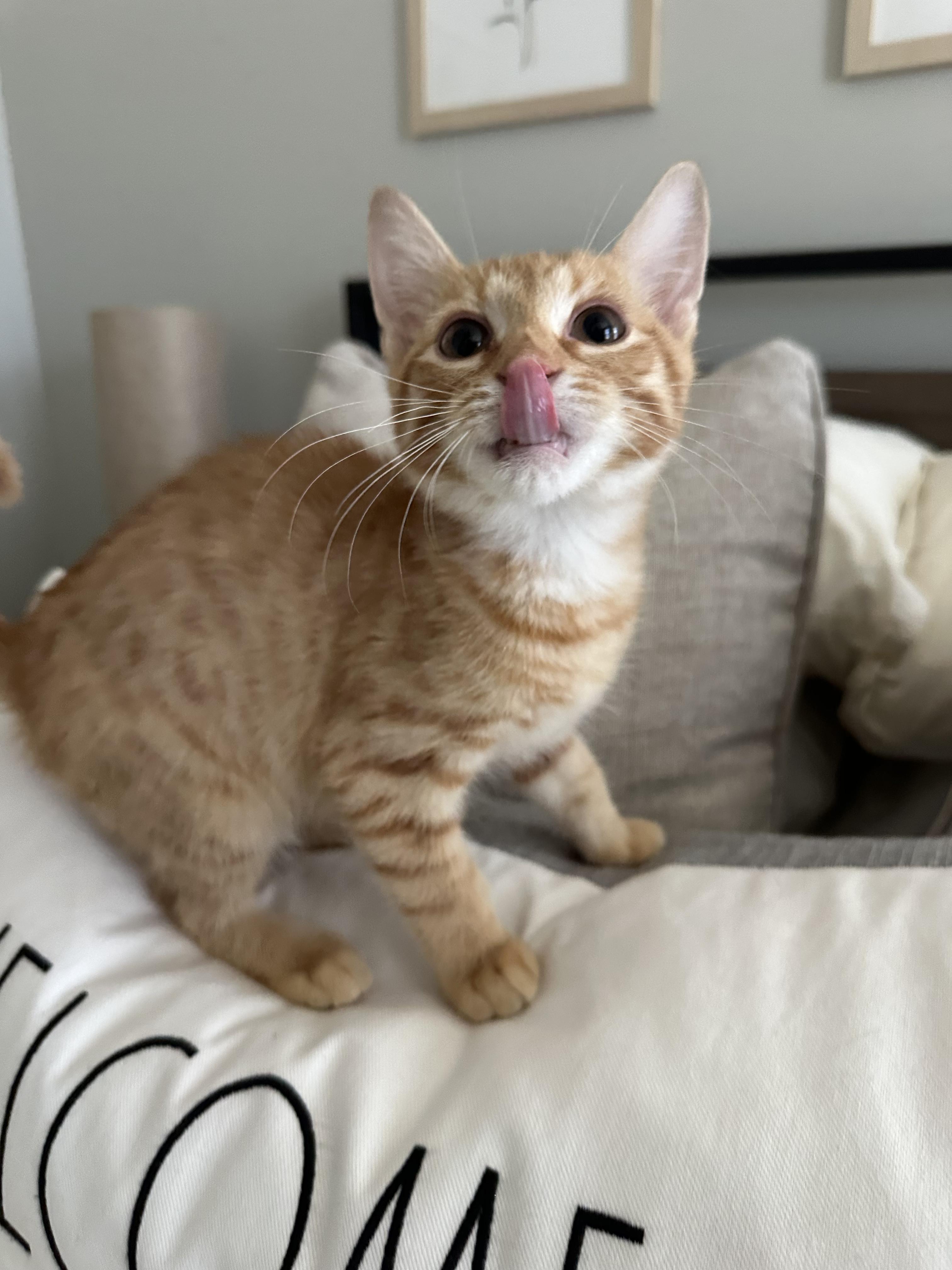 Enlarge Ferret, a ADOPTABLE American Shorthair in North Chesterfield, VA image 2/3