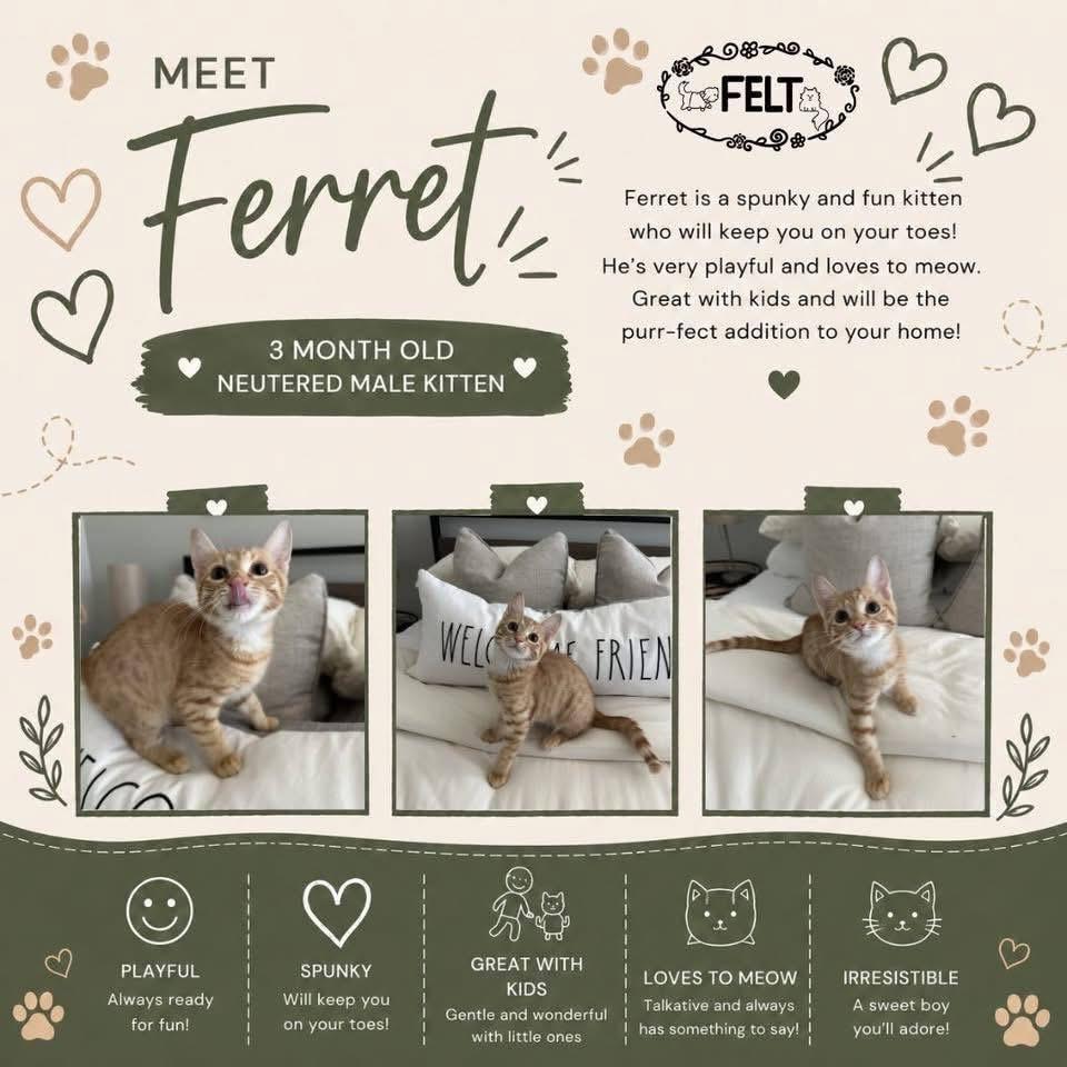 Enlarge Ferret, a ADOPTABLE American Shorthair in North Chesterfield, VA image 3/3