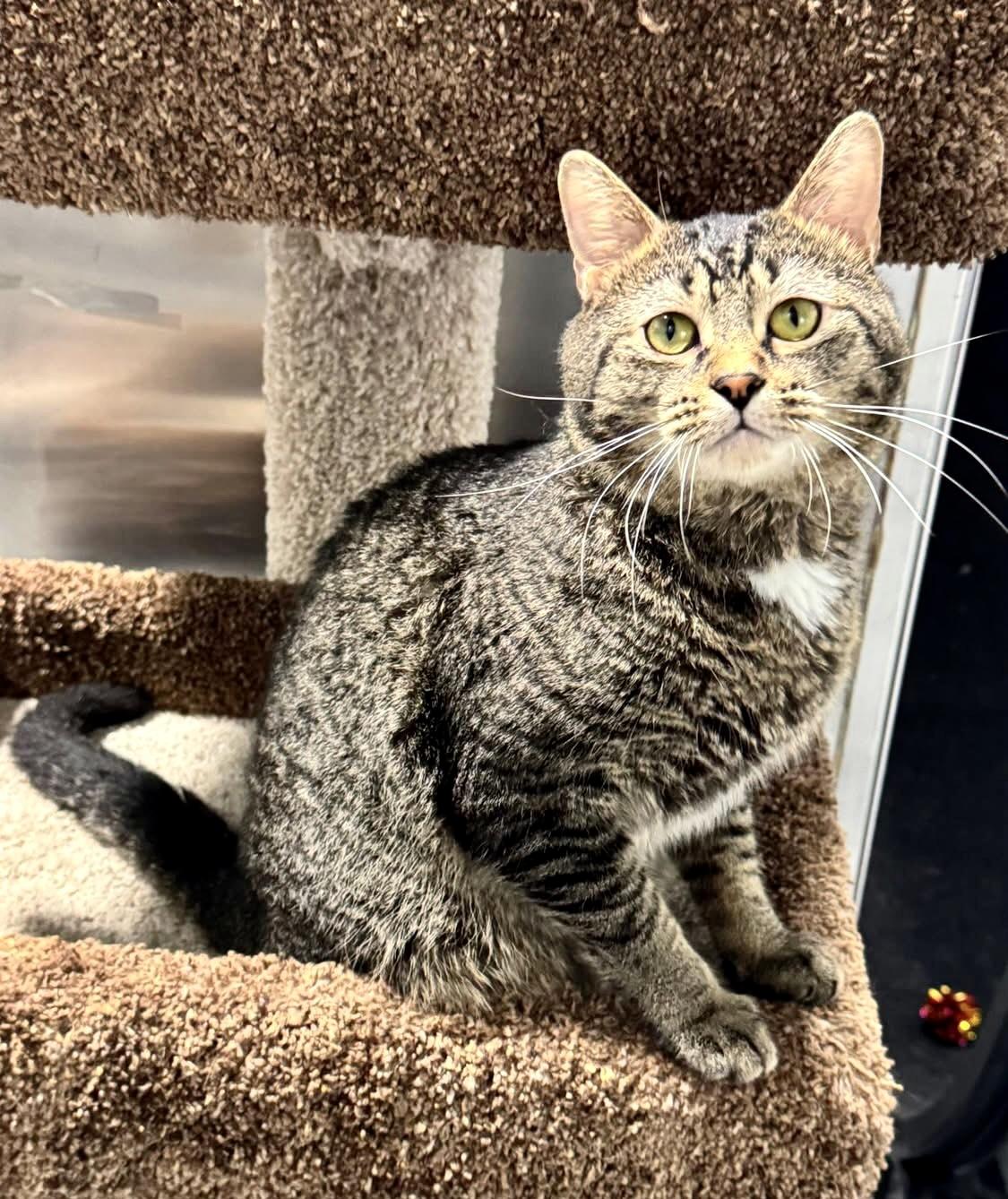 JIM, Adult Male Domestic Short Hair