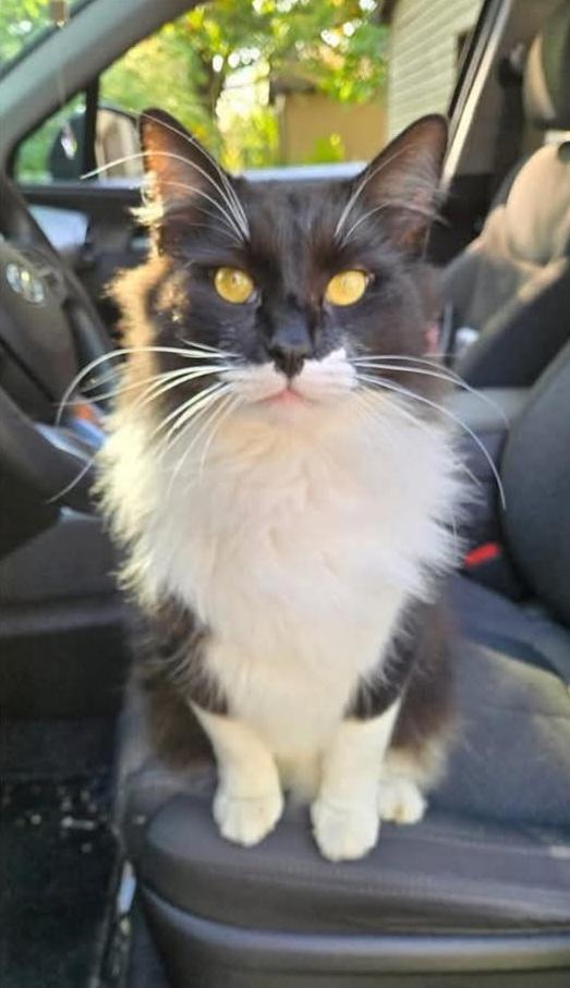 Oreo, a Adoptable Domestic Medium Hair in Concord, OH image 2/2