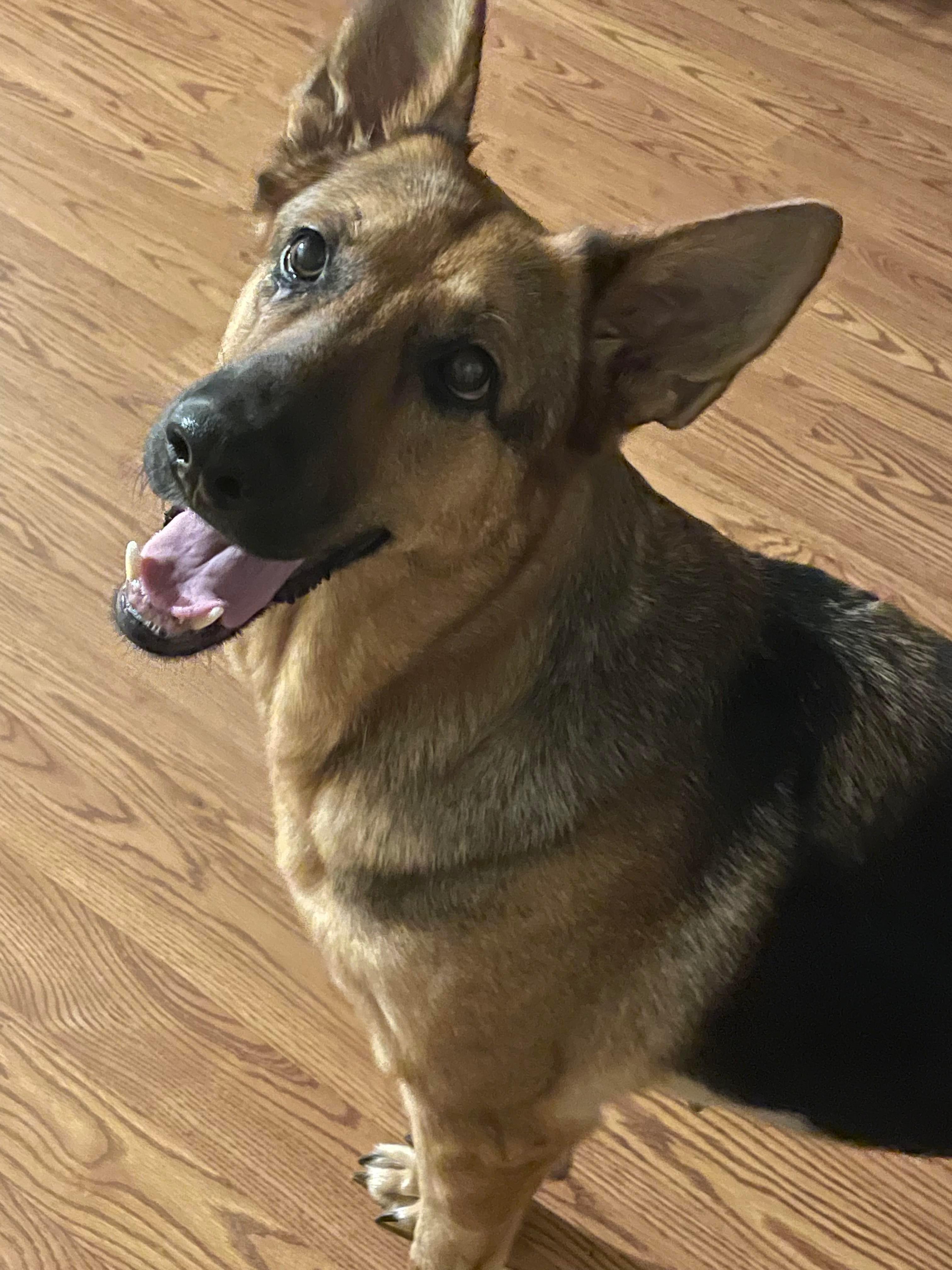 Enlarge Lola, a Adopted German Shepherd Dog in Houston, TX image 1/4