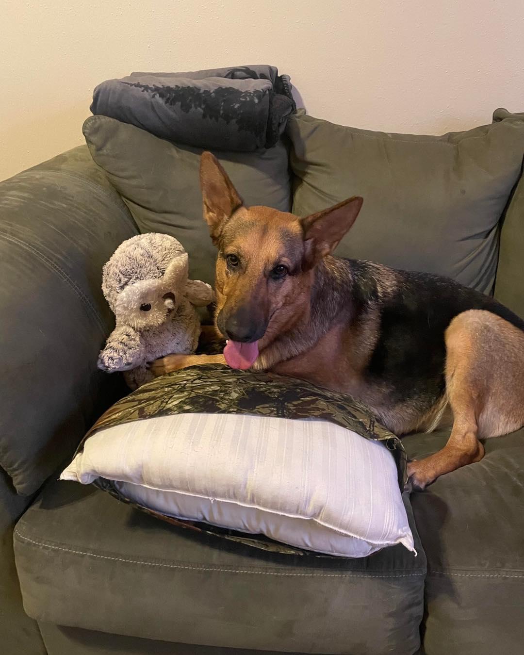 Enlarge Lola, a Adopted German Shepherd Dog in Houston, TX image 2/4