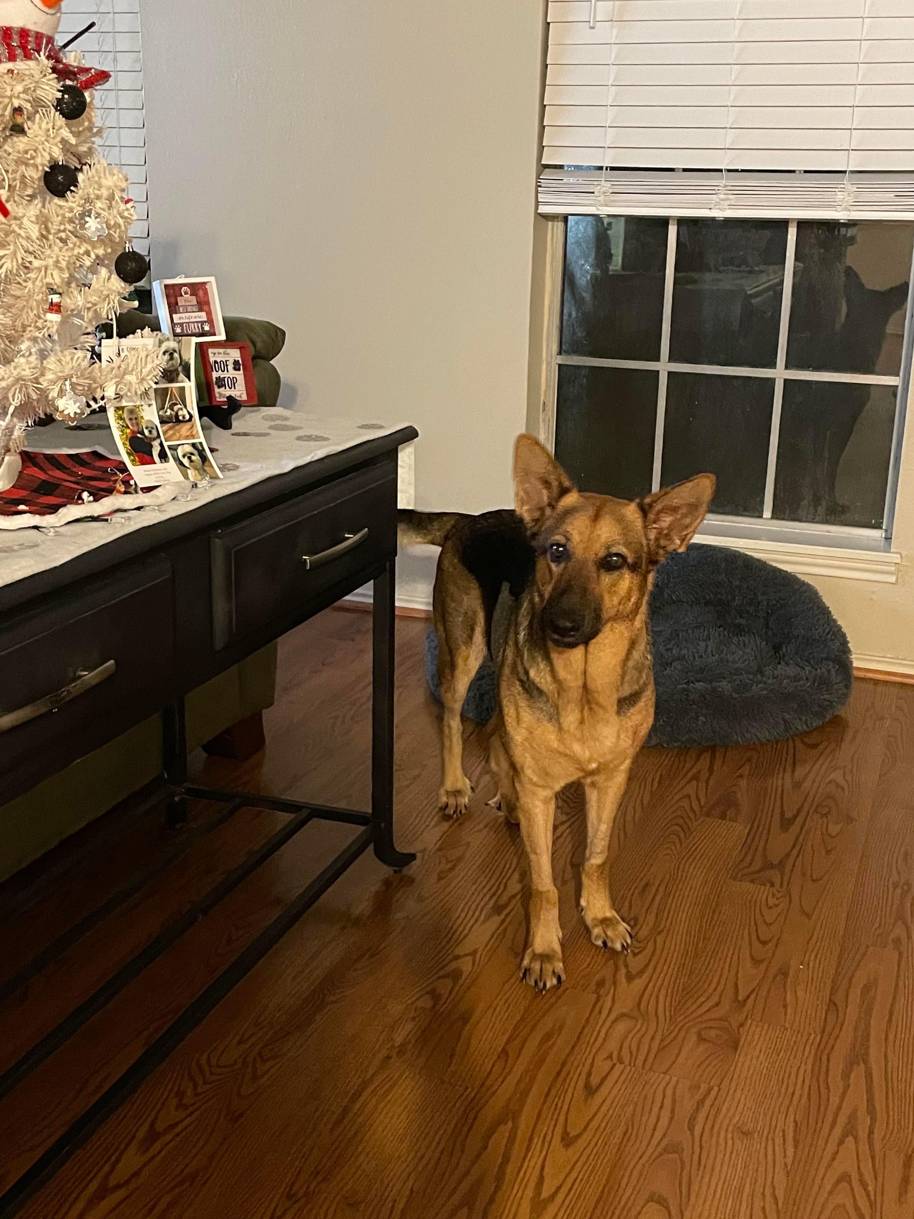 Enlarge Lola, a Adopted German Shepherd Dog in Houston, TX image 3/4