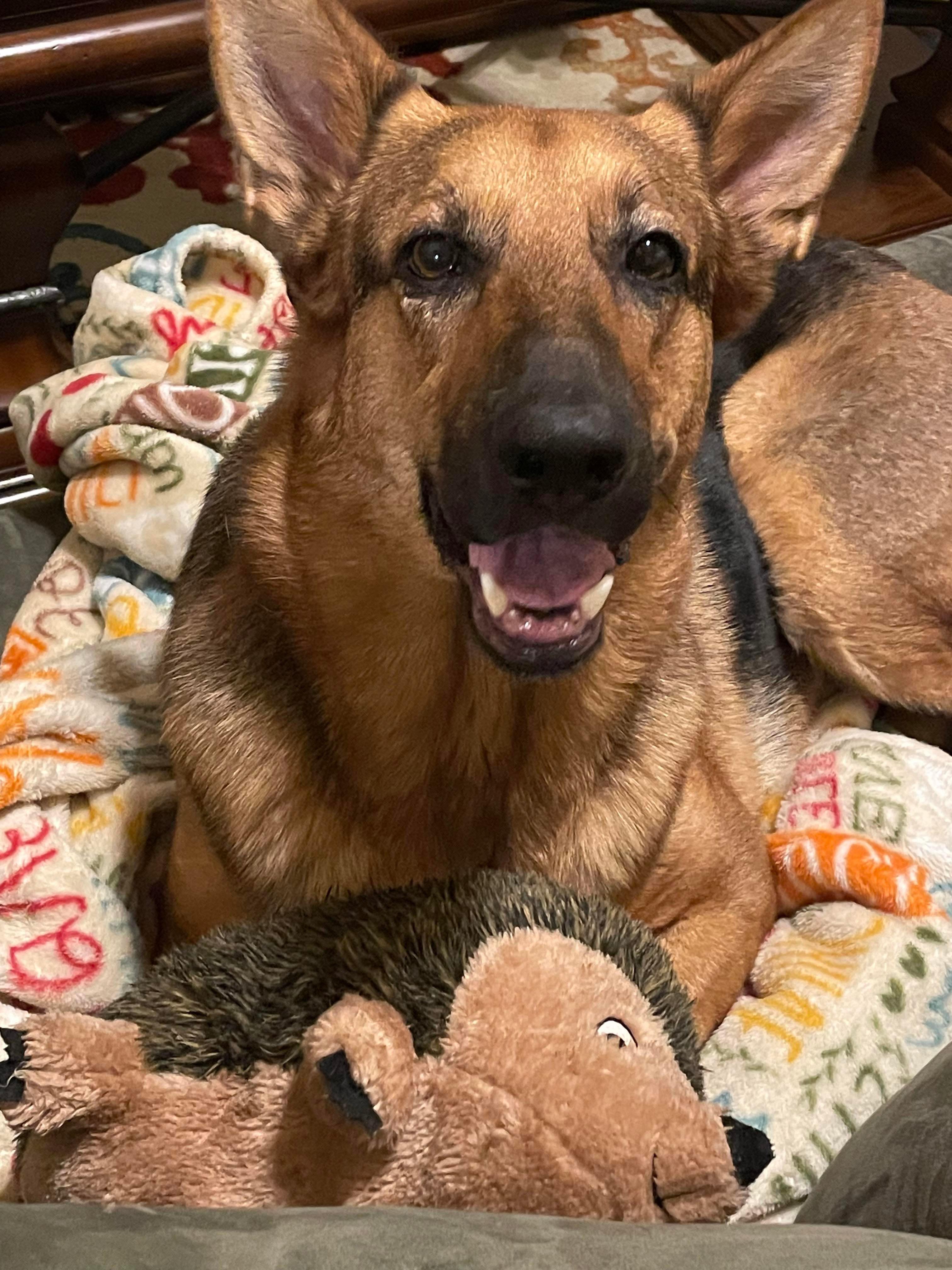 Enlarge Lola, a Adopted German Shepherd Dog in Houston, TX image 4/4