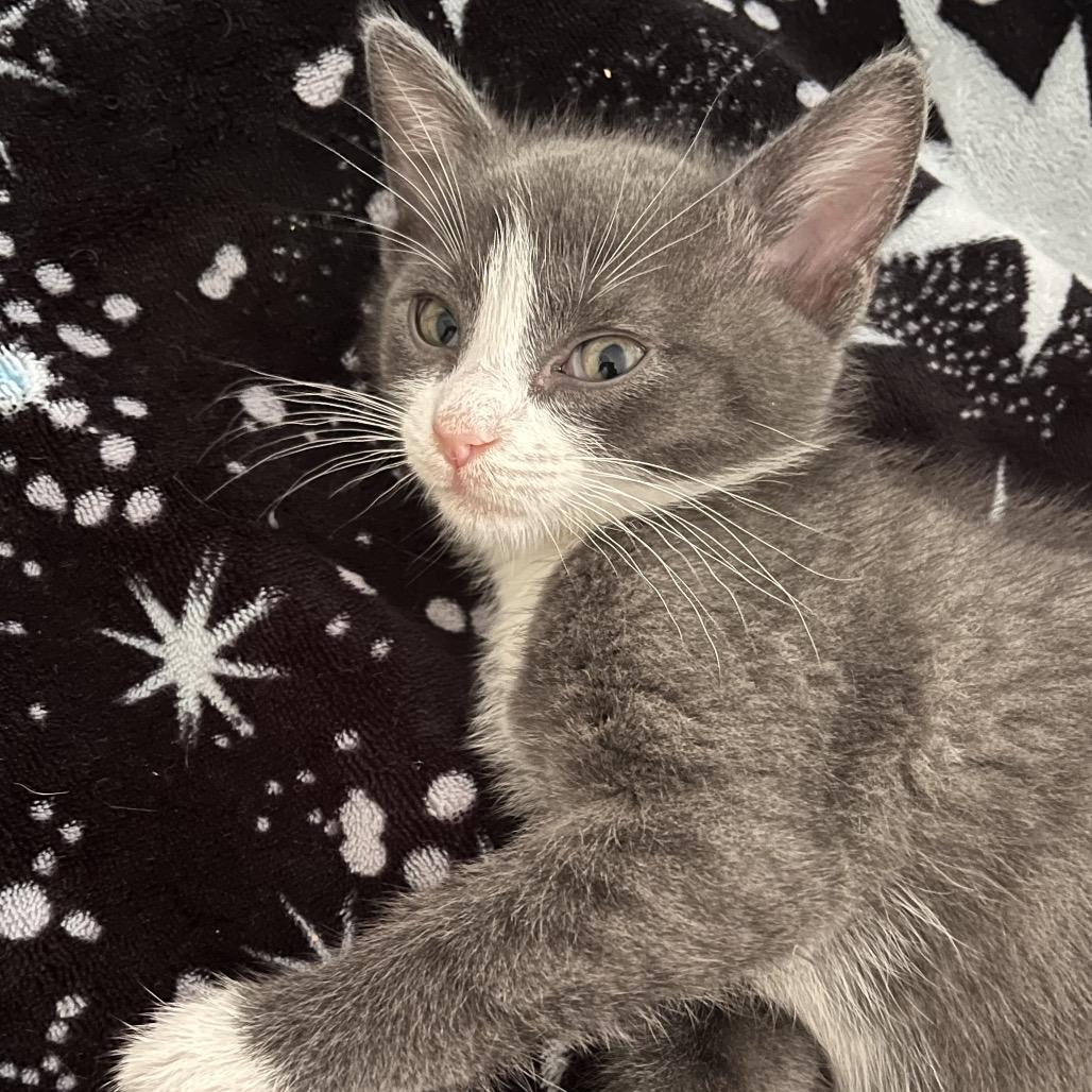 George, Adoptable, Kitten Male Domestic Short Hair.