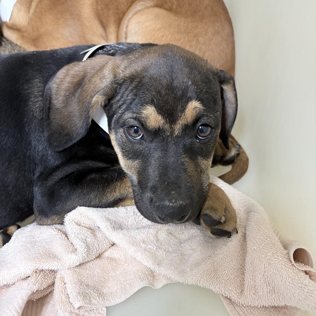 Enlarge Thaddeus, a Adoptable Hound in Birmingham, AL image 1/2