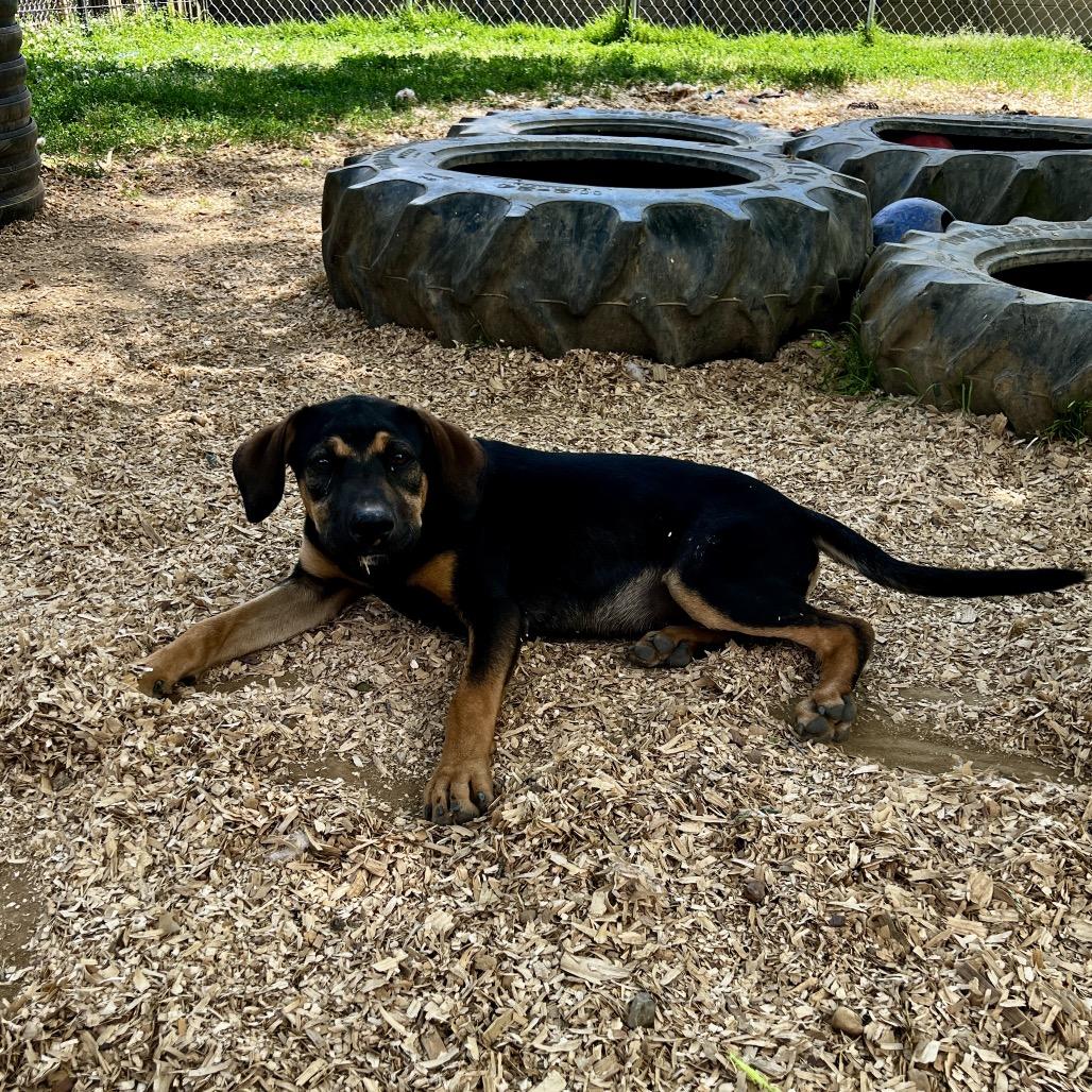 Enlarge Thaddeus, a Adoptable Hound in Birmingham, AL image 2/2
