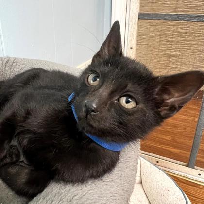 Enlarge Lotus, a Adoptable Domestic Short Hair in Dahlonega, GA image 1/2